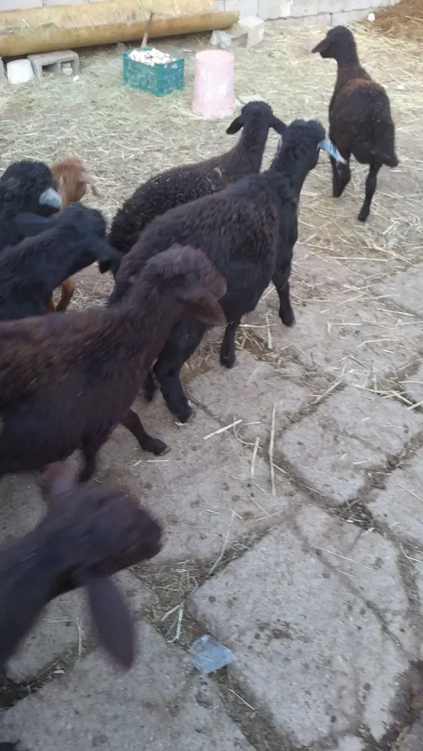 فروش بره|حیوانات مزرعه|باروق, |دیوار