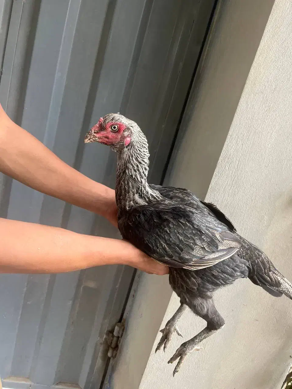 مرغ لاری|حیوانات مزرعه|نکا, |دیوار