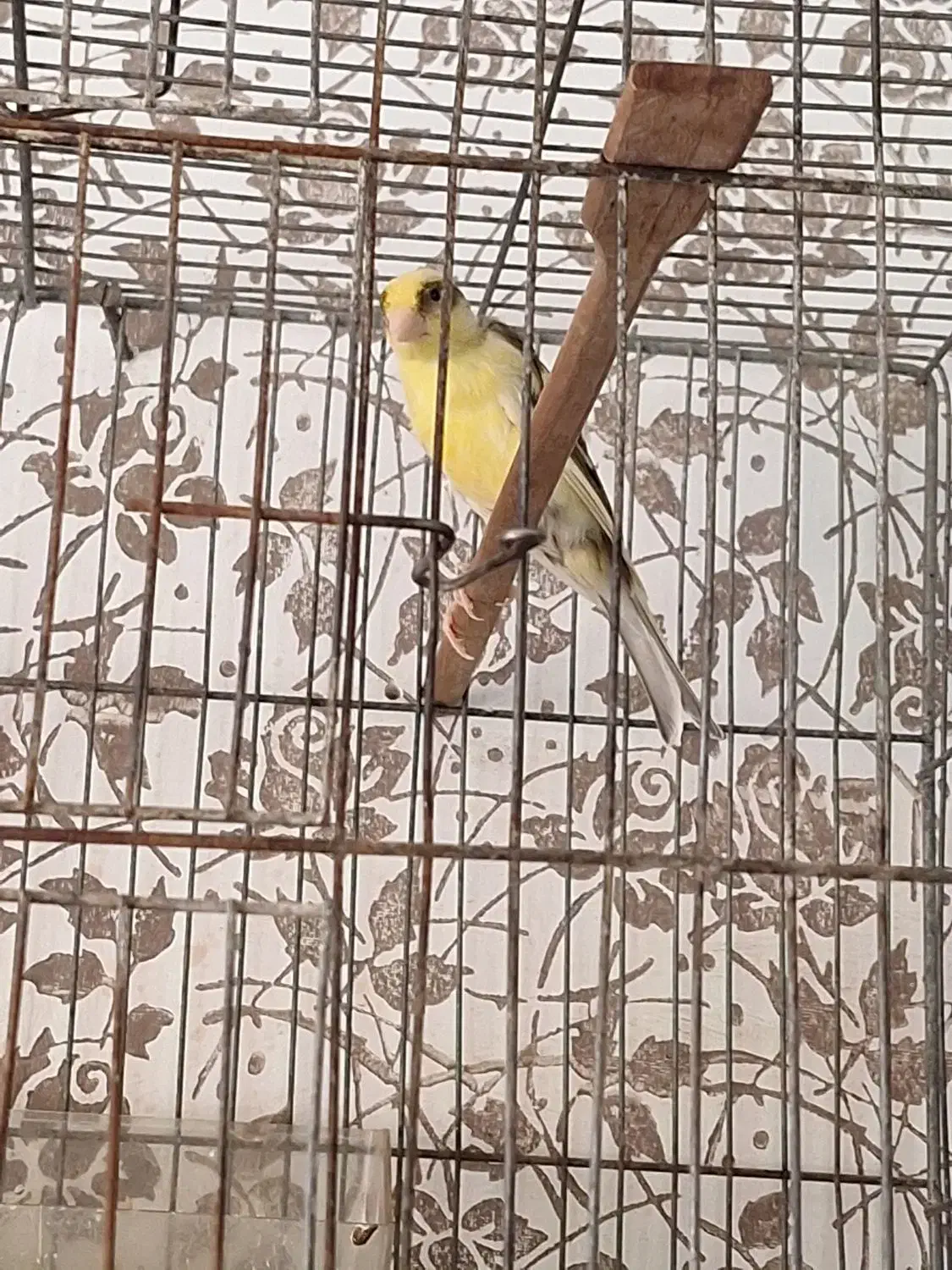 قناری|پرنده|منجیل, |دیوار