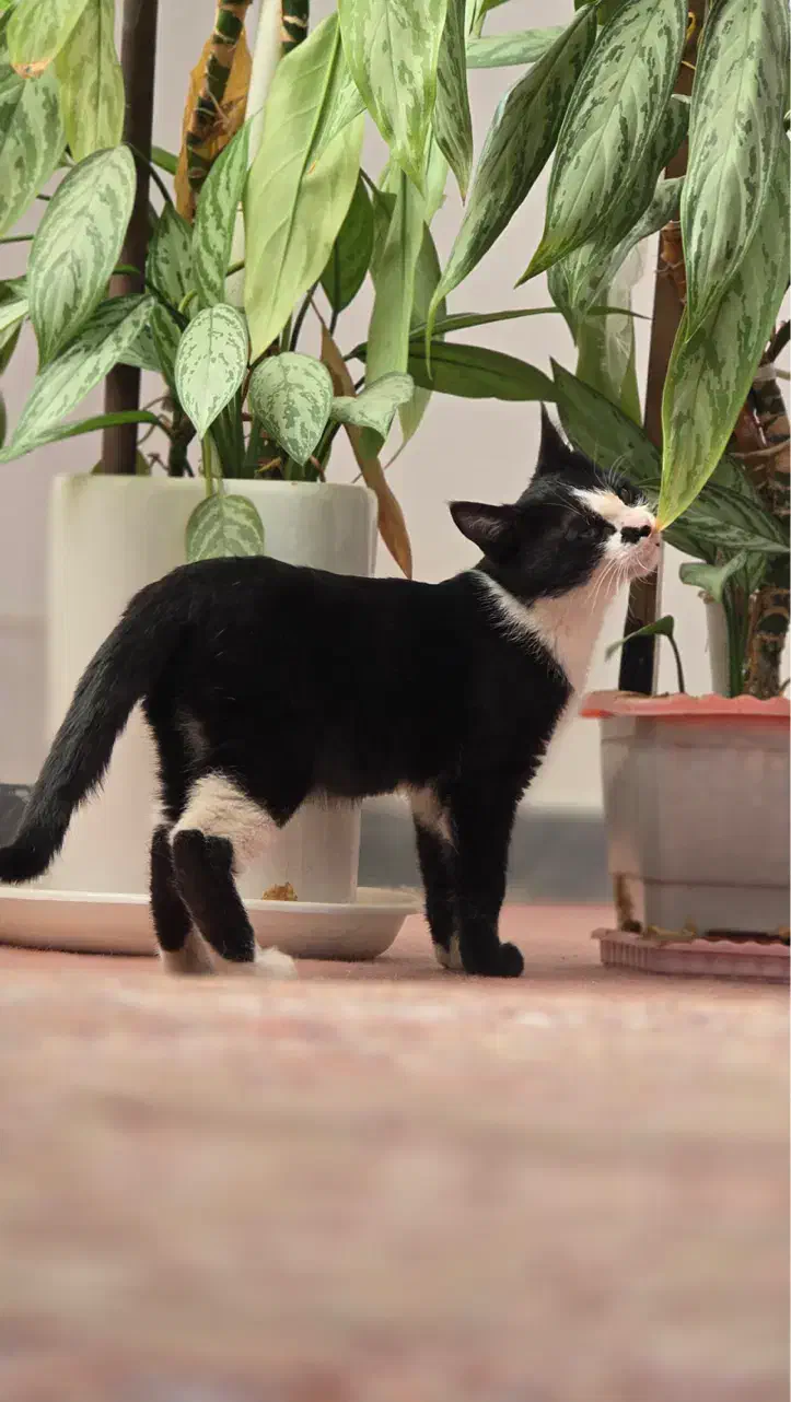 واگذاری بچه گربه ماده|گربه|سنندج, |دیوار