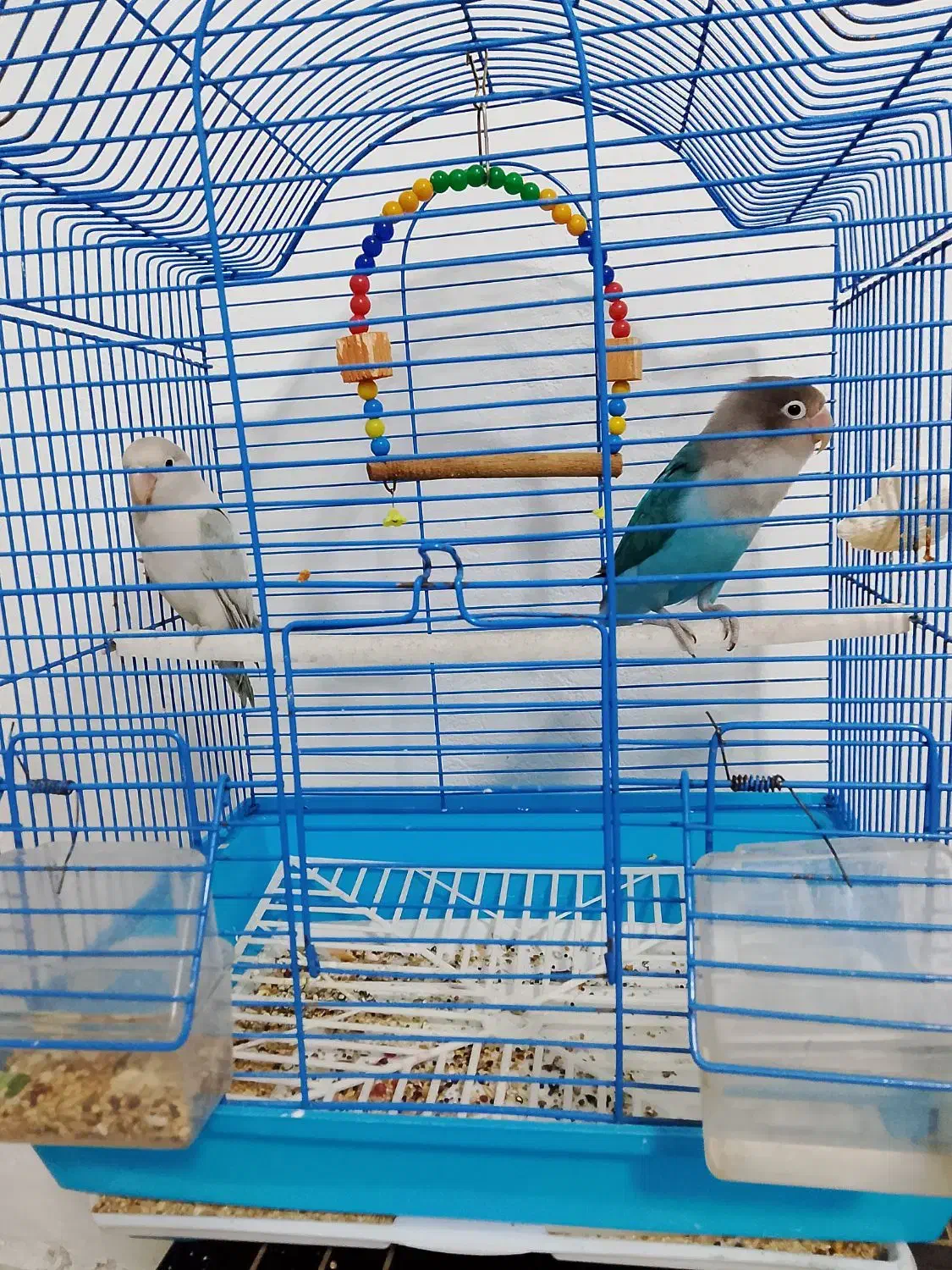 طوطی برزیلی|پرنده|فردیس, شهرک شهید حسینی|دیوار