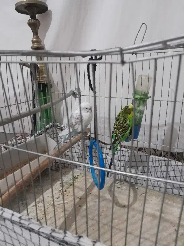 ۶۵۰|پرنده|کشاورز, |دیوار