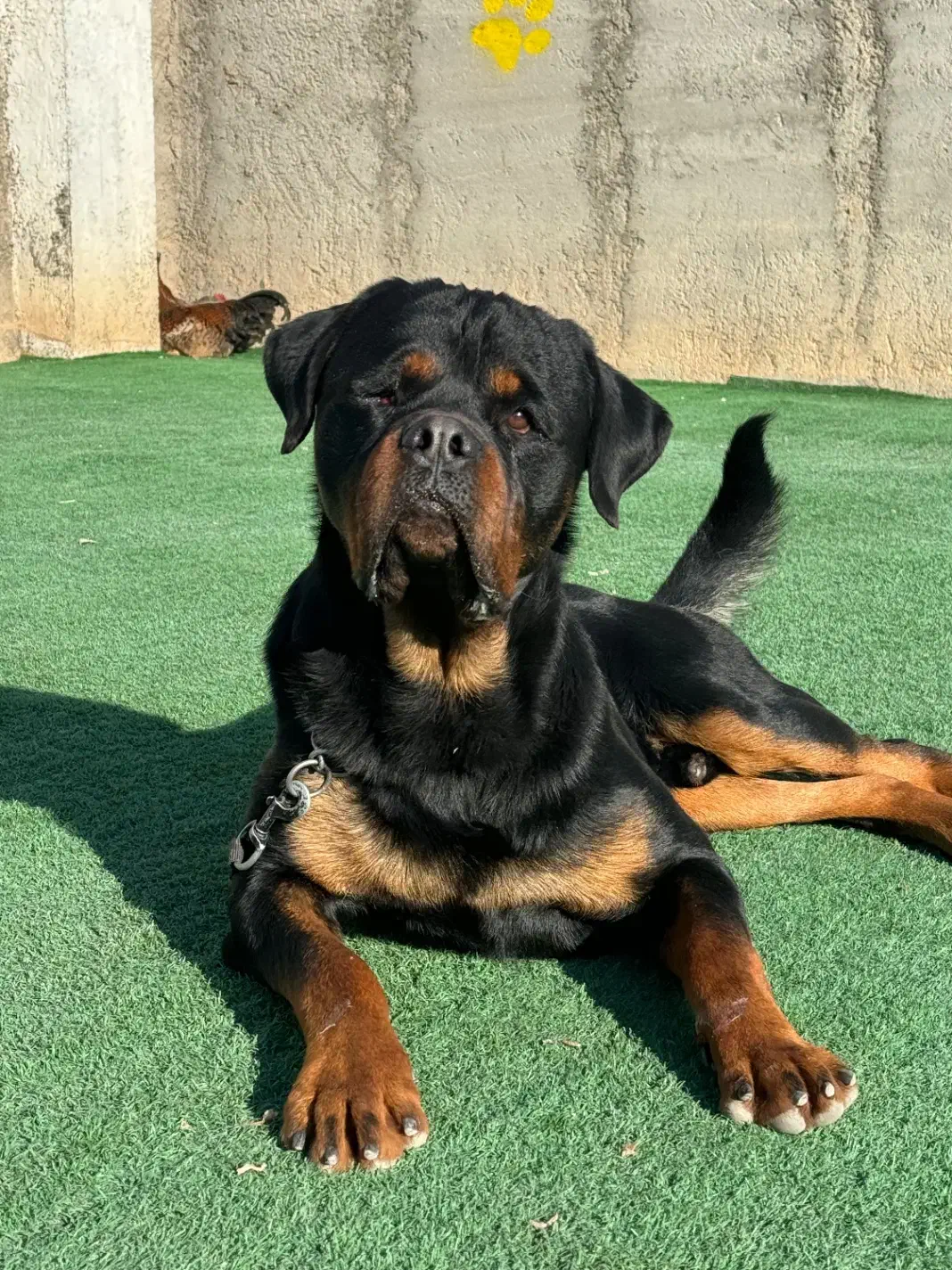 سگ رتوایلر|سگ|تهران, صادقیه|دیوار