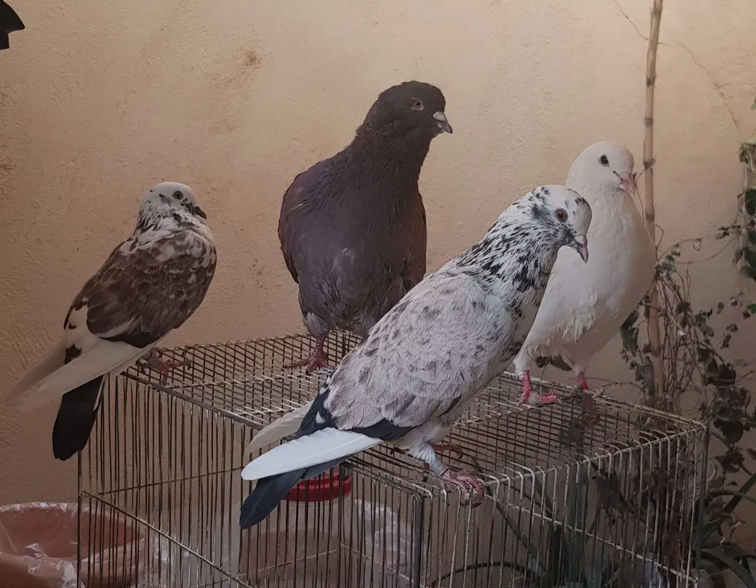 کبوتر کینگ‌شاهی غول|پرنده|قم, باجک یک|دیوار