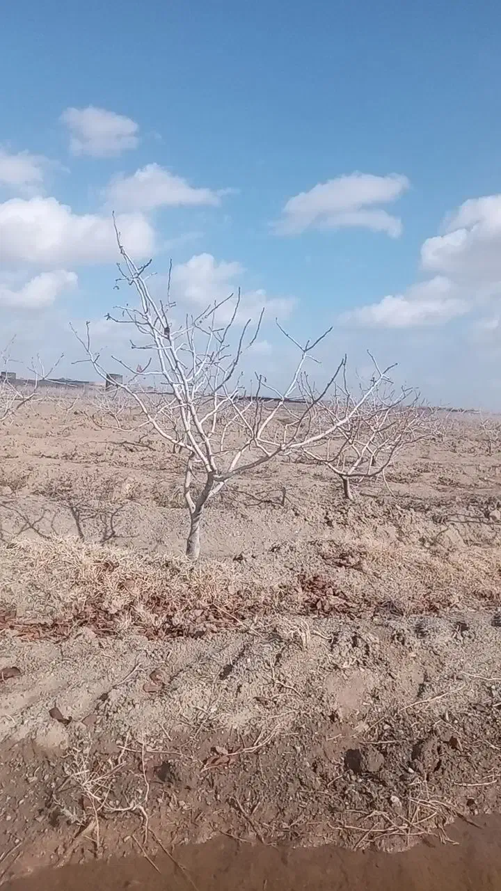 زمین پسته|فروش زمین و ملک کلنگی|تربتحیدریه, پائین ولایت|دیوار