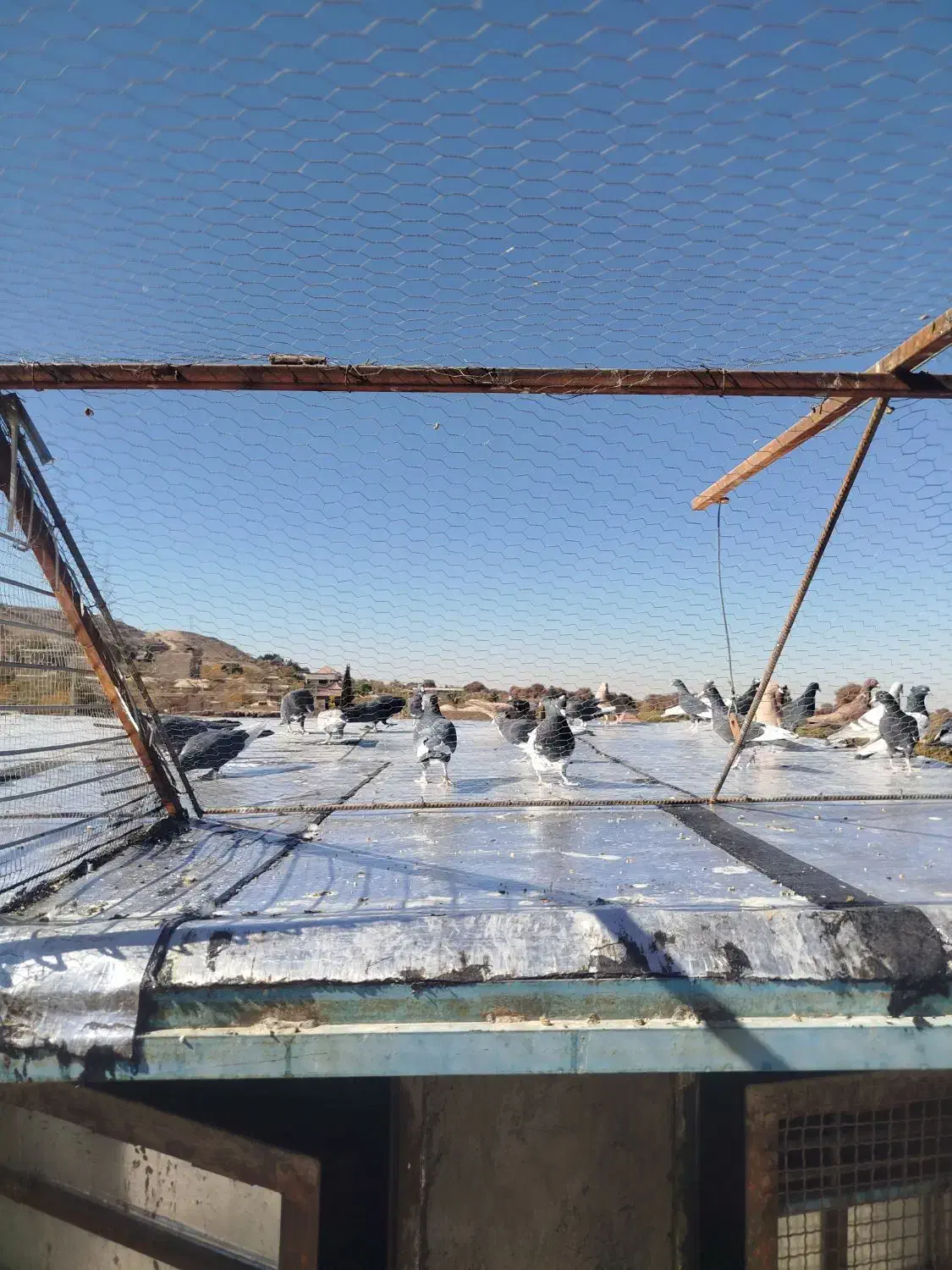 کبوتر سوراخ|پرنده|ماهان, |دیوار