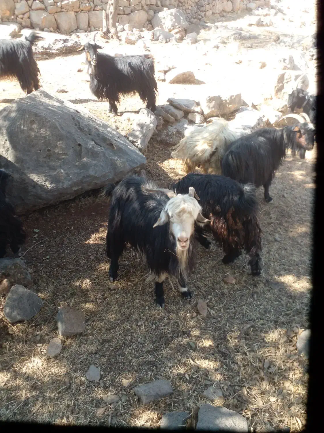 ۳۰ راس بز بفروش میرسد|حیوانات مزرعه|ایذه, |دیوار