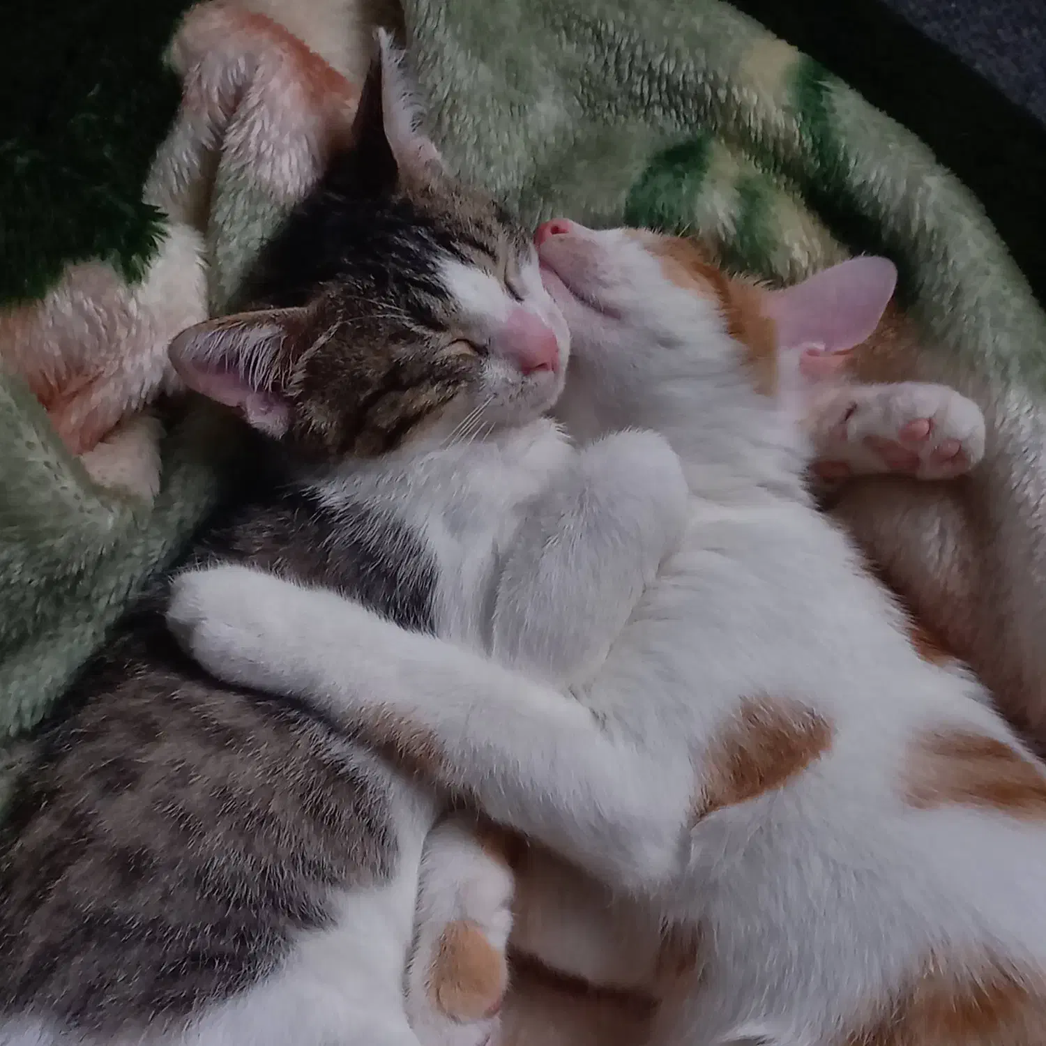 واگذاری گربه|گربه|رشت, چله خانه|دیوار