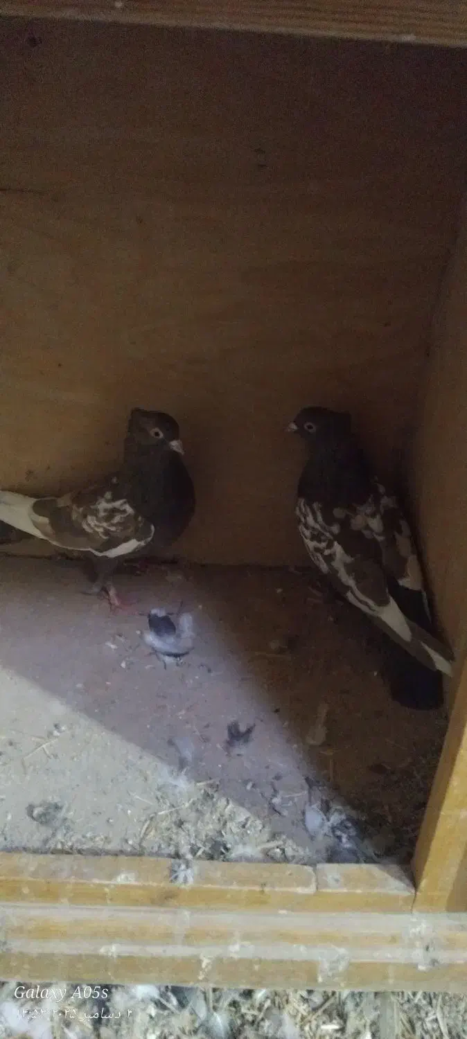 حیوان|پرنده|قوچان, |دیوار