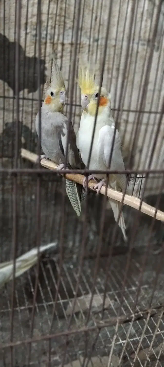 عروس هلندی|پرنده|آغاجاری, |دیوار