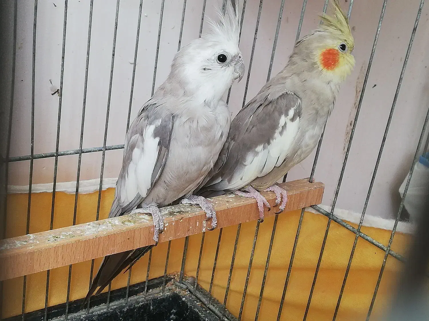 عروس هلندی مولد وایت فیس و اهویی با قفس لوازم|پرنده|تهران, تهرانپارس شرقی|دیوار