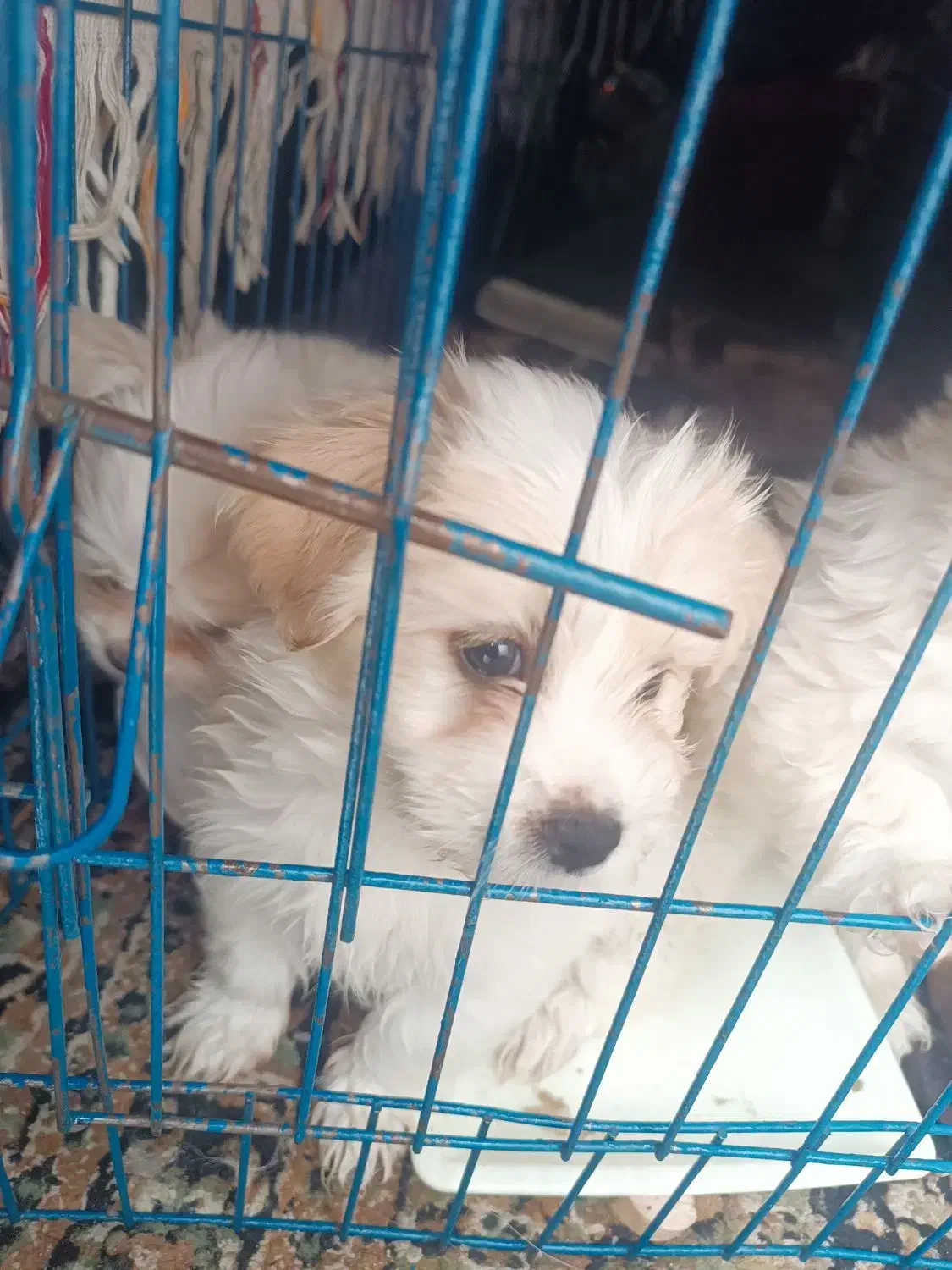 ۳ تاتوله ماده الان ۵ماهه هستن|سگ|ماکو, |دیوار