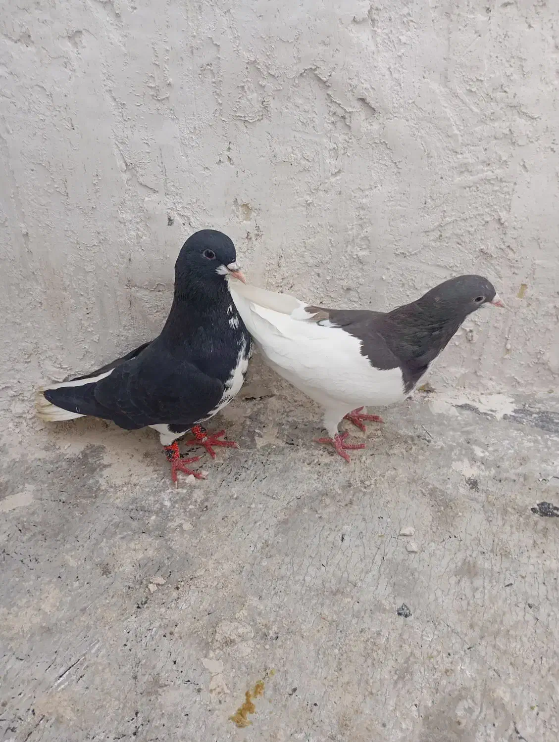 جفت یال شهری|پرنده|شیراز, کوشک میدان|دیوار