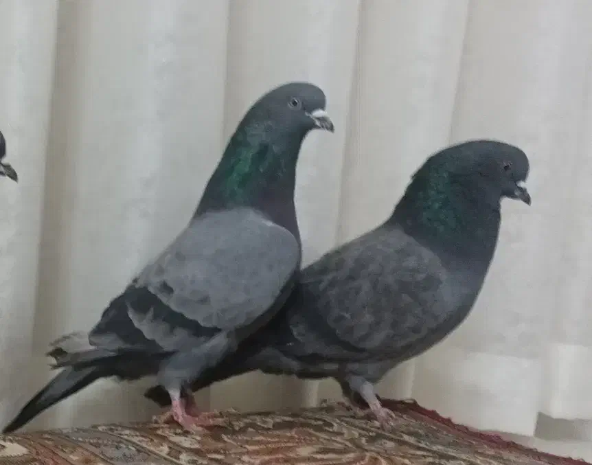 کبوتر|پرنده|اصفهان, ارداجی|دیوار