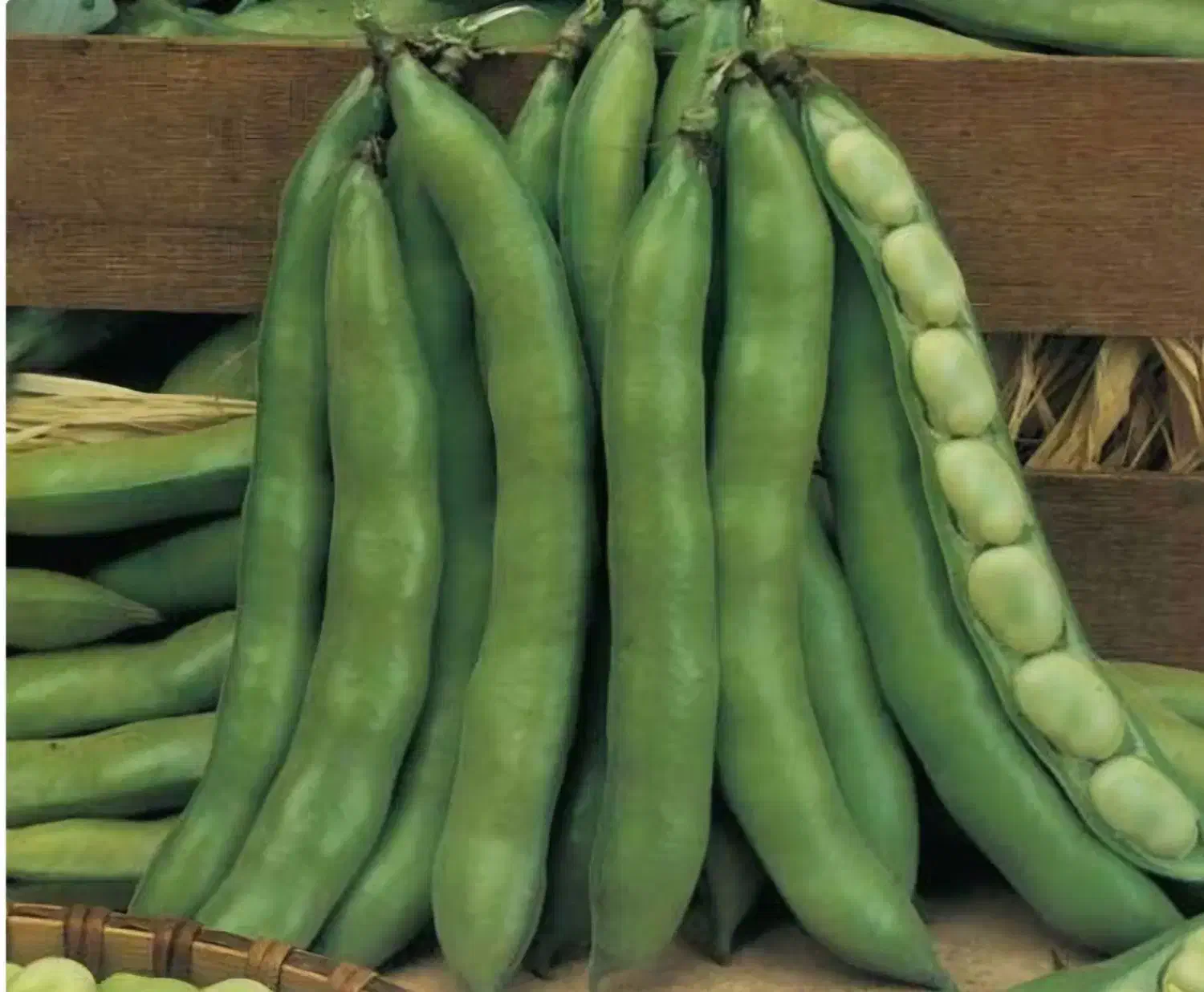 بذر باقلای هفت‌بند سورت‌شده، ضدعفونی‌شده آماده کشت|عمده‌فروشی|نکا, |دیوار