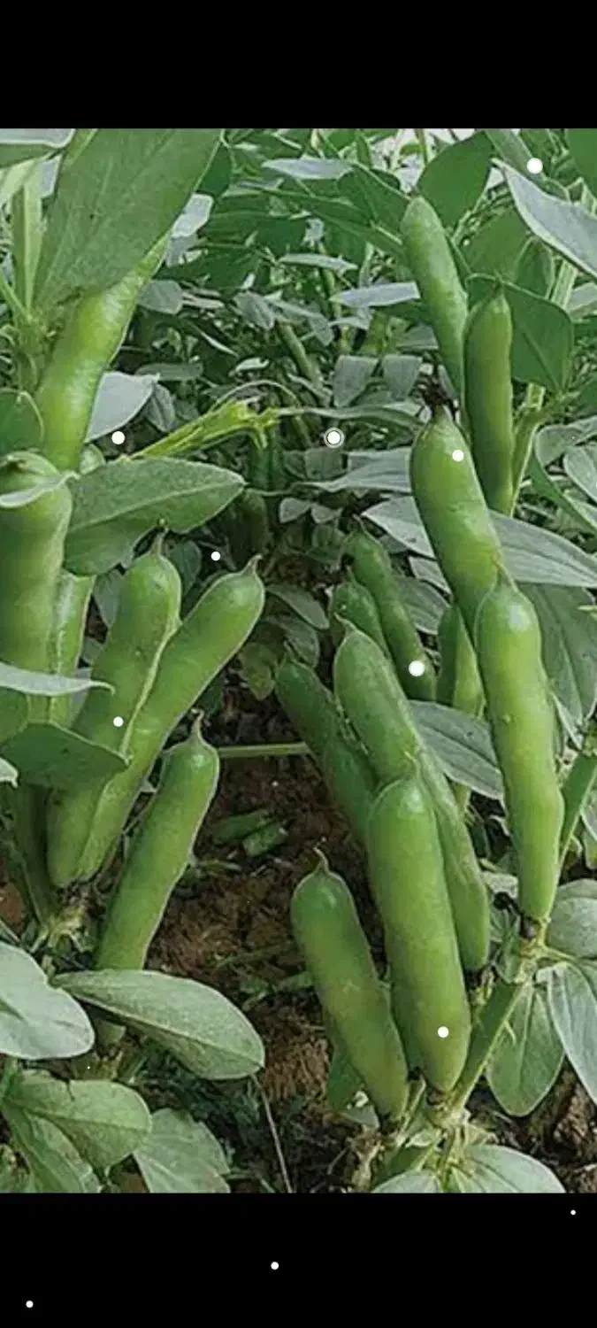 باقله برای بذر|گل و گیاه طبیعی|الشتر, |دیوار