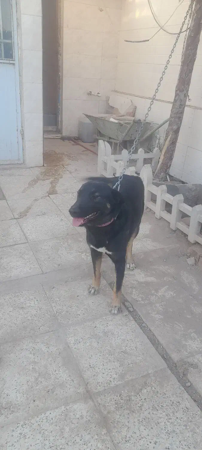 ژرمن کراس (دورگ)|سگ|جوادآباد, |دیوار