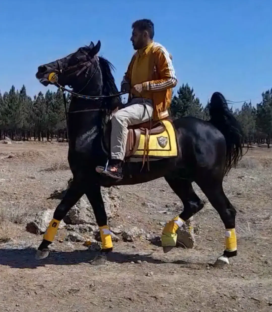 اسب مشگی عرب ایرانی|اسب و تجهیزات اسبسواری|لنجان, |دیوار