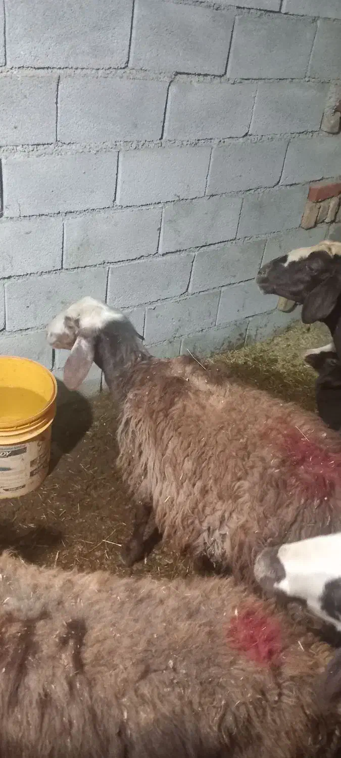 بره|حیوانات مزرعه|نهاوند, |دیوار