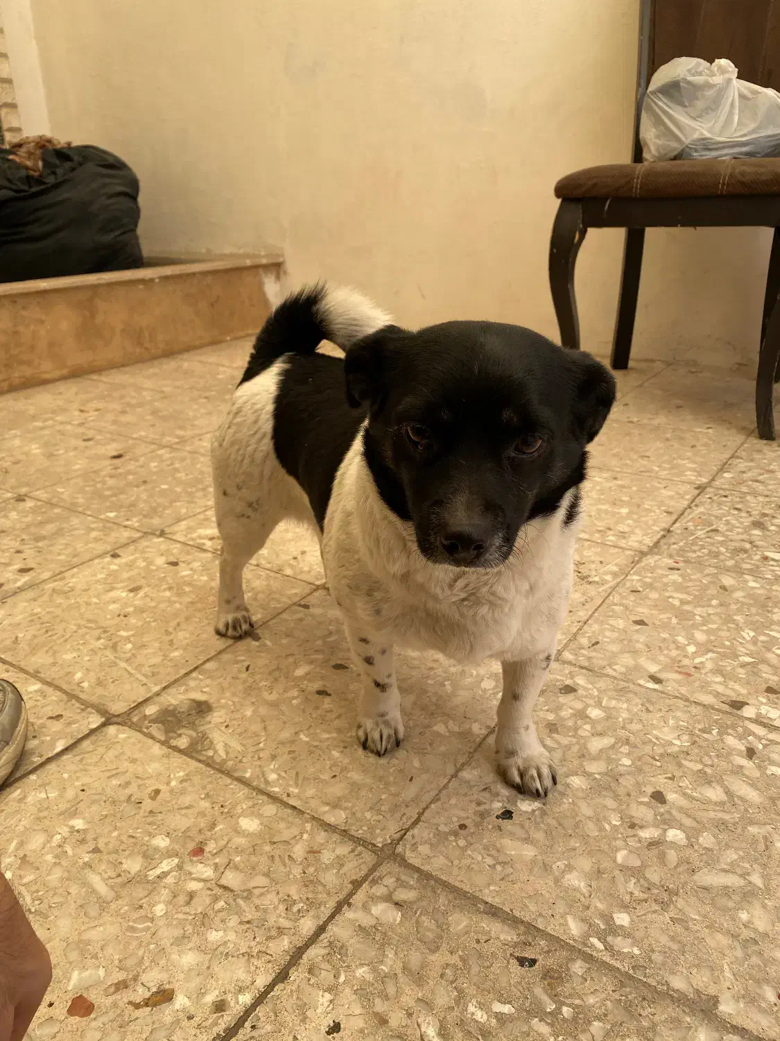 این سگ پیدا شده|حیوانات|مشهد, شهید بهشتی|دیوار