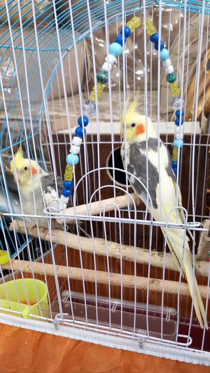 عروس هلندی|پرنده|گرگان, |دیوار