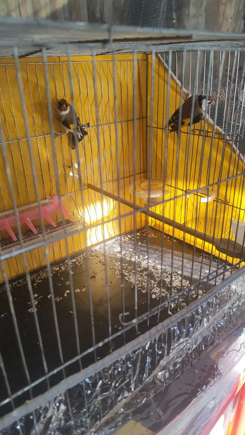 دوعددماده سهره کرمانشاهی|پرنده|کرمان, |دیوار