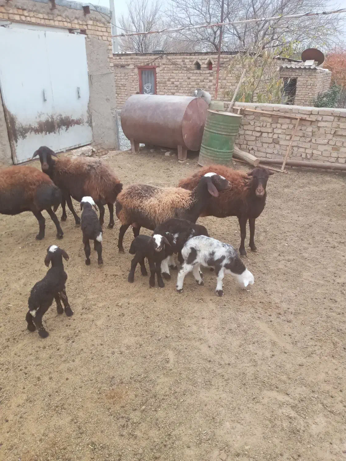 ۴ عدد میشه بره دار بره های پلنگی|حیوانات مزرعه|باغ حلی, |دیوار