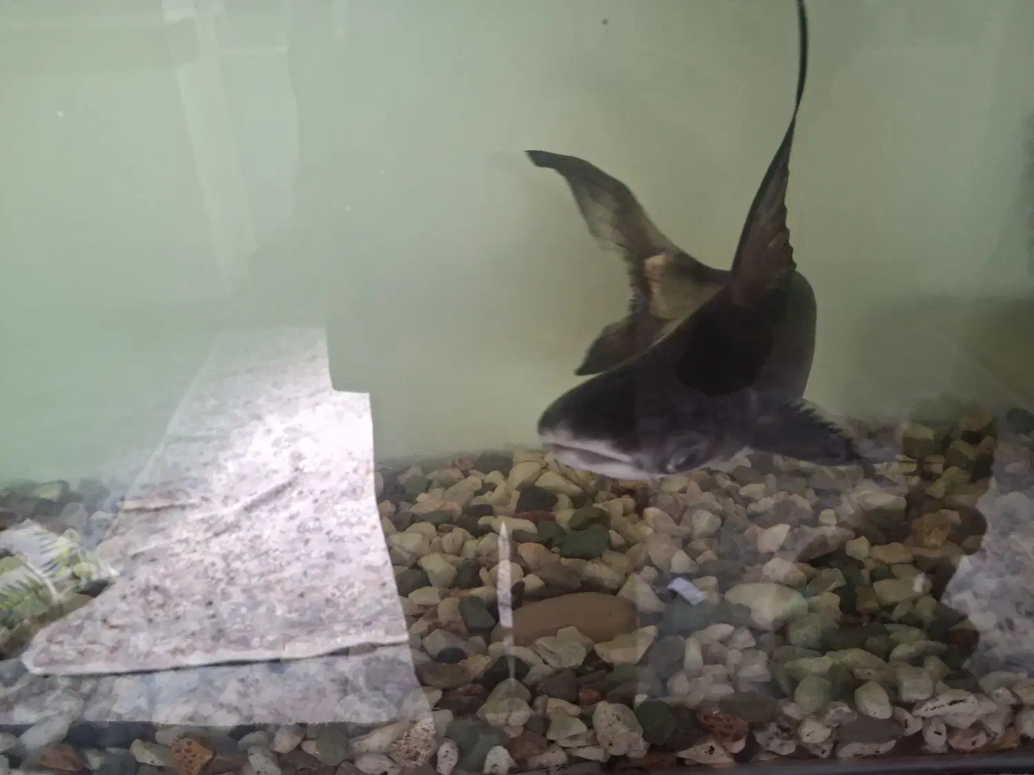 کوسه ماهی|ماهی|بندرعباس, |دیوار