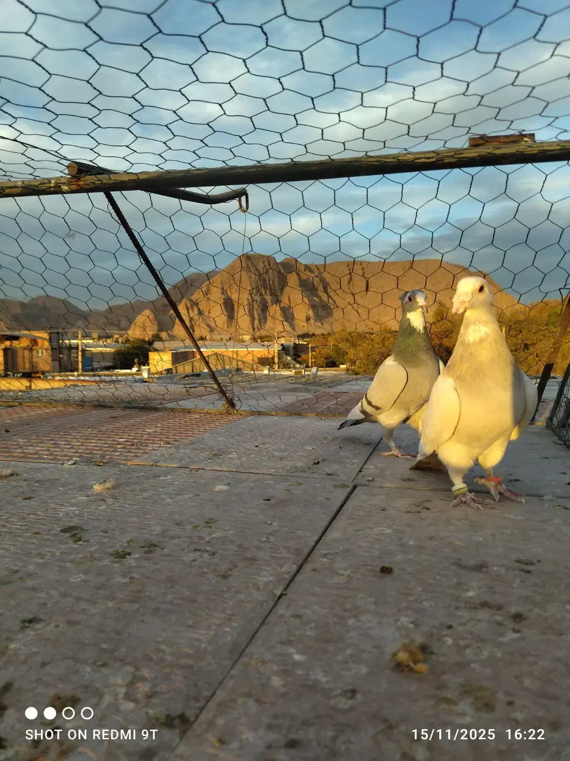 کبوتر پلنگ|پرنده|کرمان, |دیوار