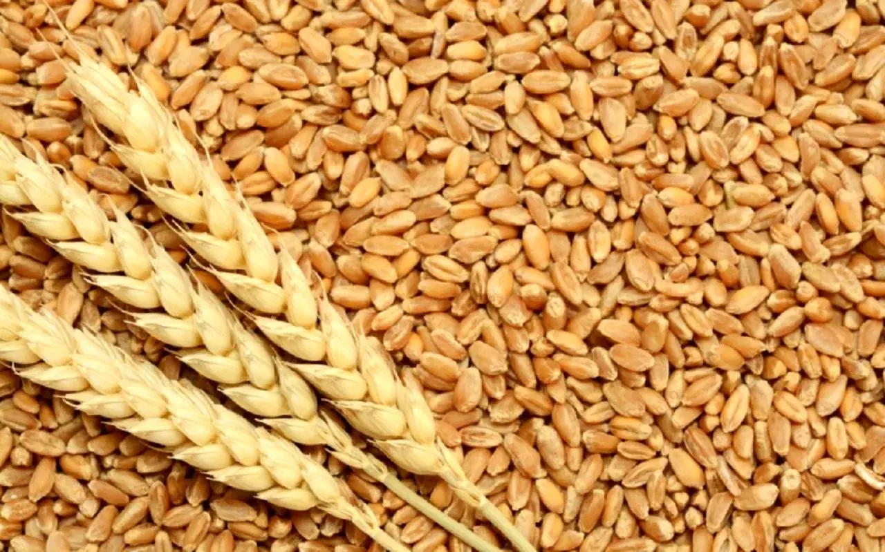 ۱.۵ تن گندم|خوردنی و آشامیدنی|دیواندره, |دیوار