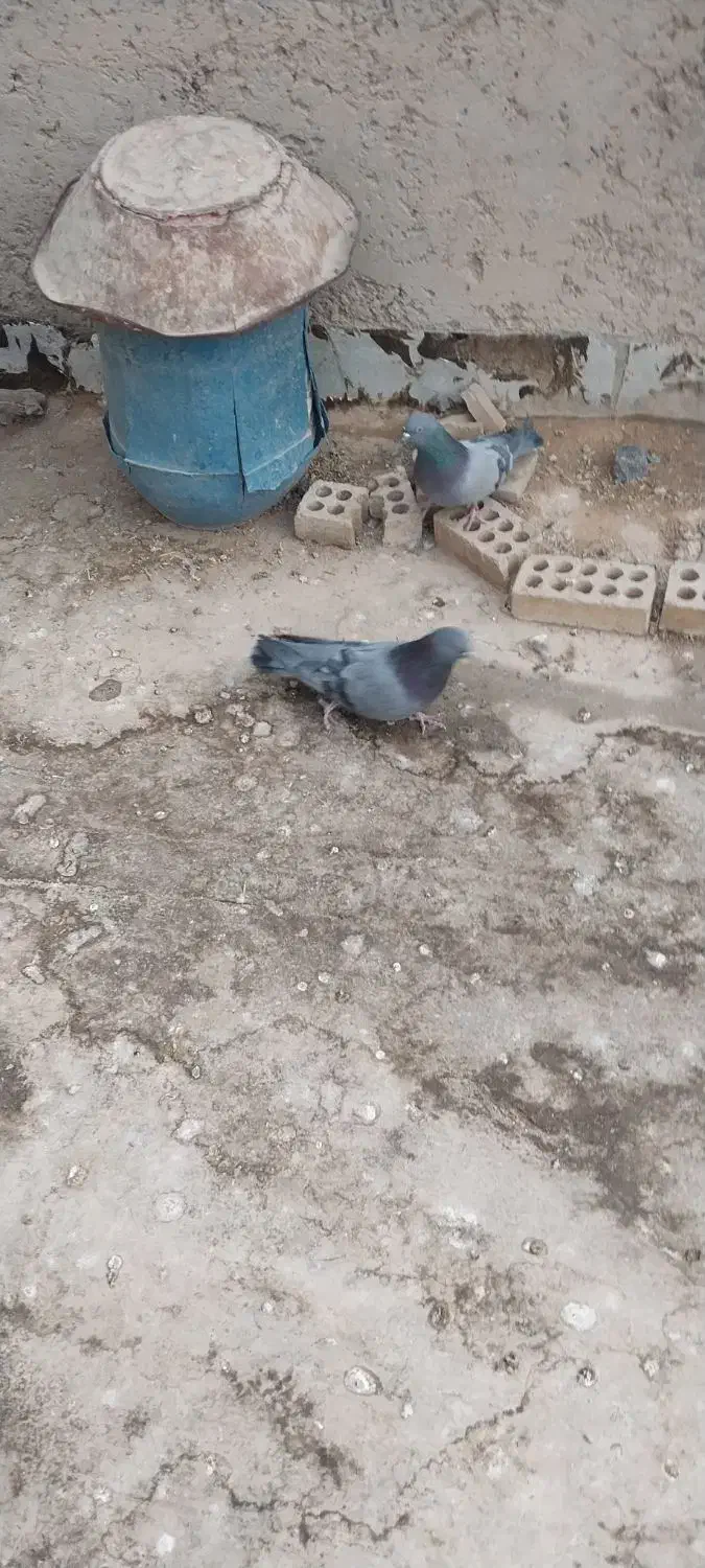 کبوتر اصفهانی|پرنده|برخوار, |دیوار