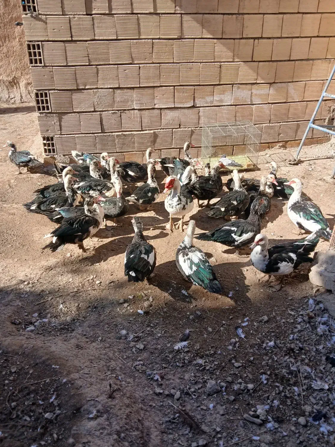 اردک|حیوانات مزرعه|مبارکه, |دیوار