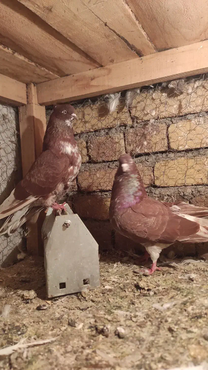 کبوتر|پرنده|نوشین شهر, |دیوار