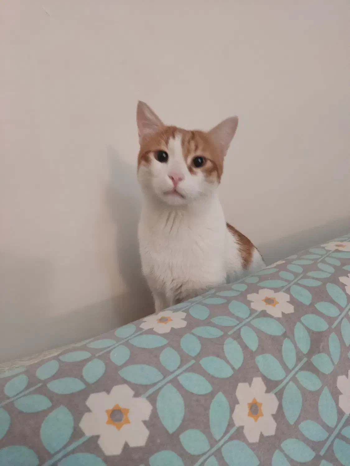 گربه مهربان و آرام|گربه|کرج, عظیمیه|دیوار