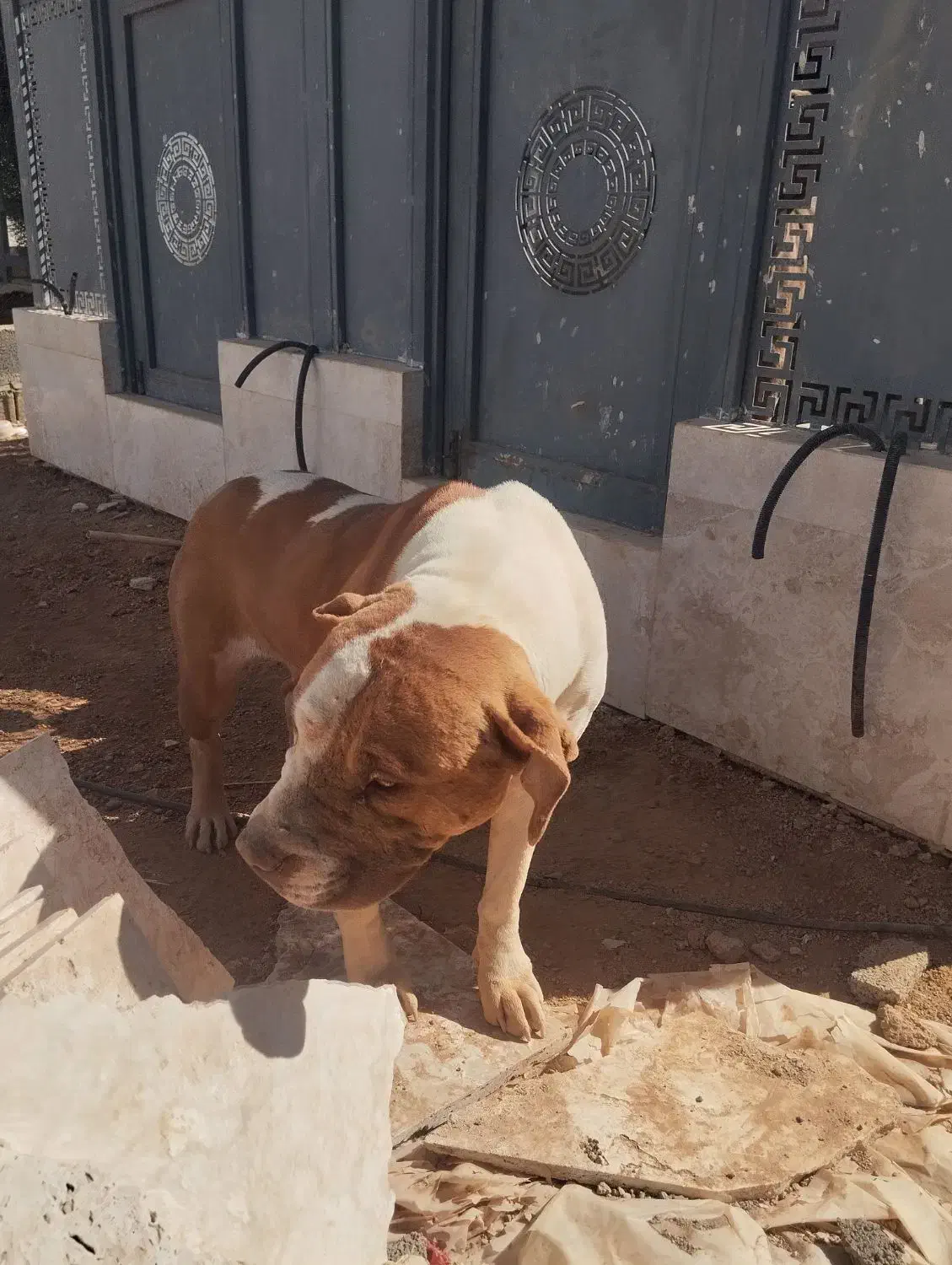 سگ پیت بول ماده|سگ|شیراز, قلات|دیوار