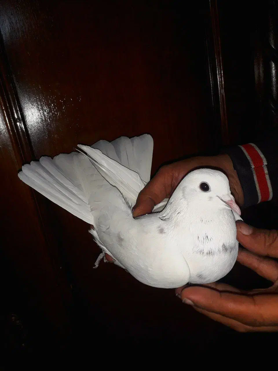 کبوتر پرشی|پرنده|تهران, بیسیم|دیوار