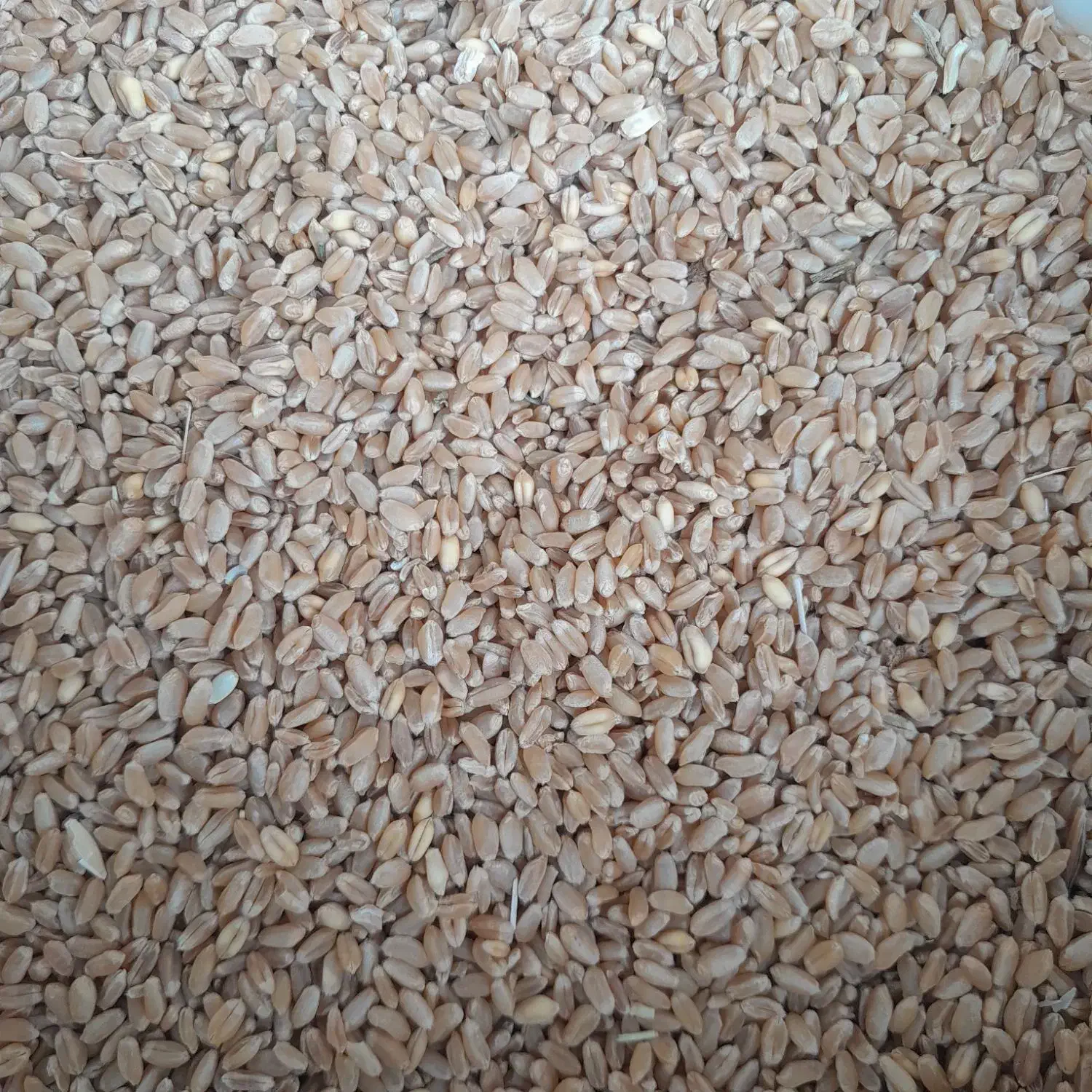 گندم بذری|لوازم جانبی حیوانات|تربت جام, میان جام|دیوار