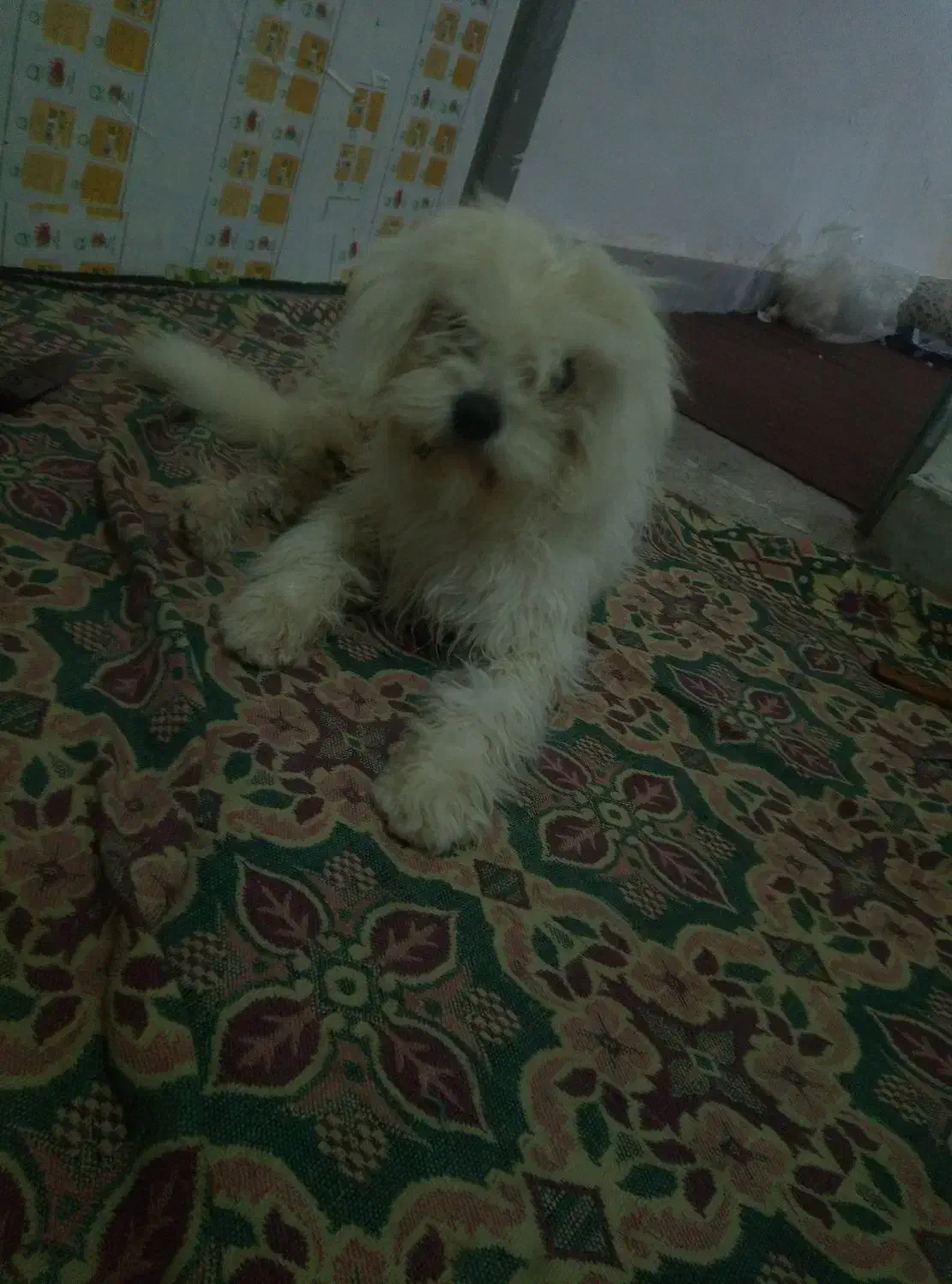 واگذاری سگ پاکوتاه|سگ|اشتهارد, |دیوار