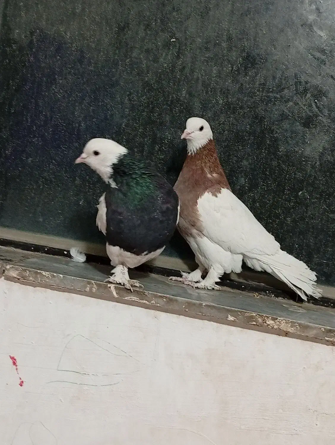 طوقی بی کاکل|پرنده|خوسف, |دیوار