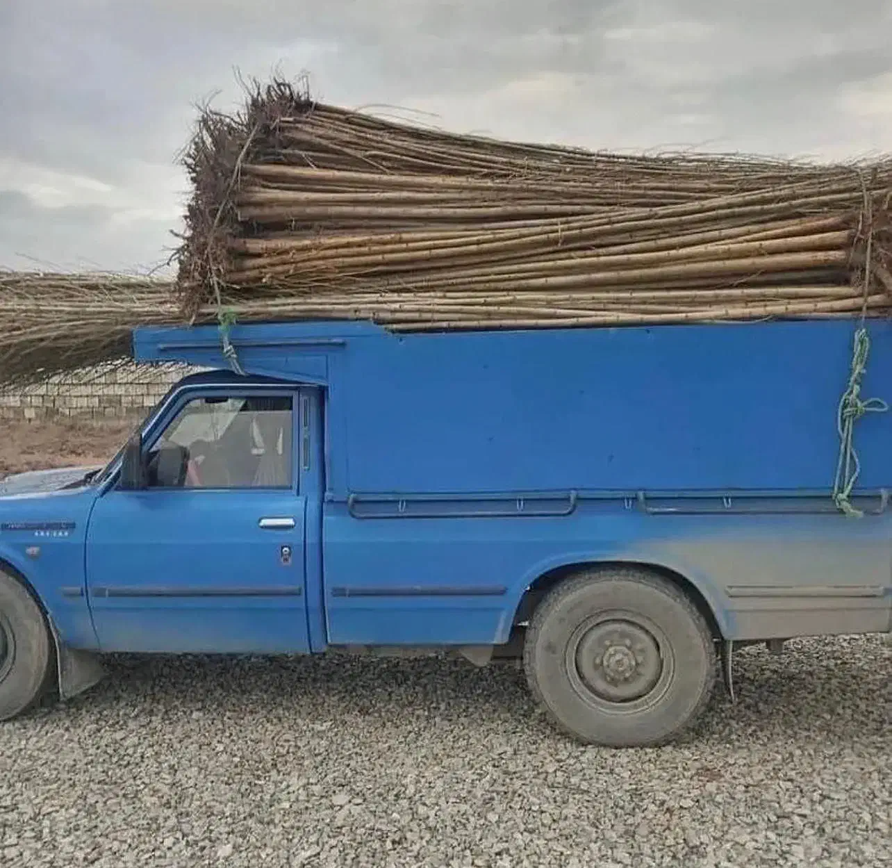 صنوبر نیگرا ترکیه فقط 10هزار|خدمات باغبانی و درختکاری|اراک, |دیوار