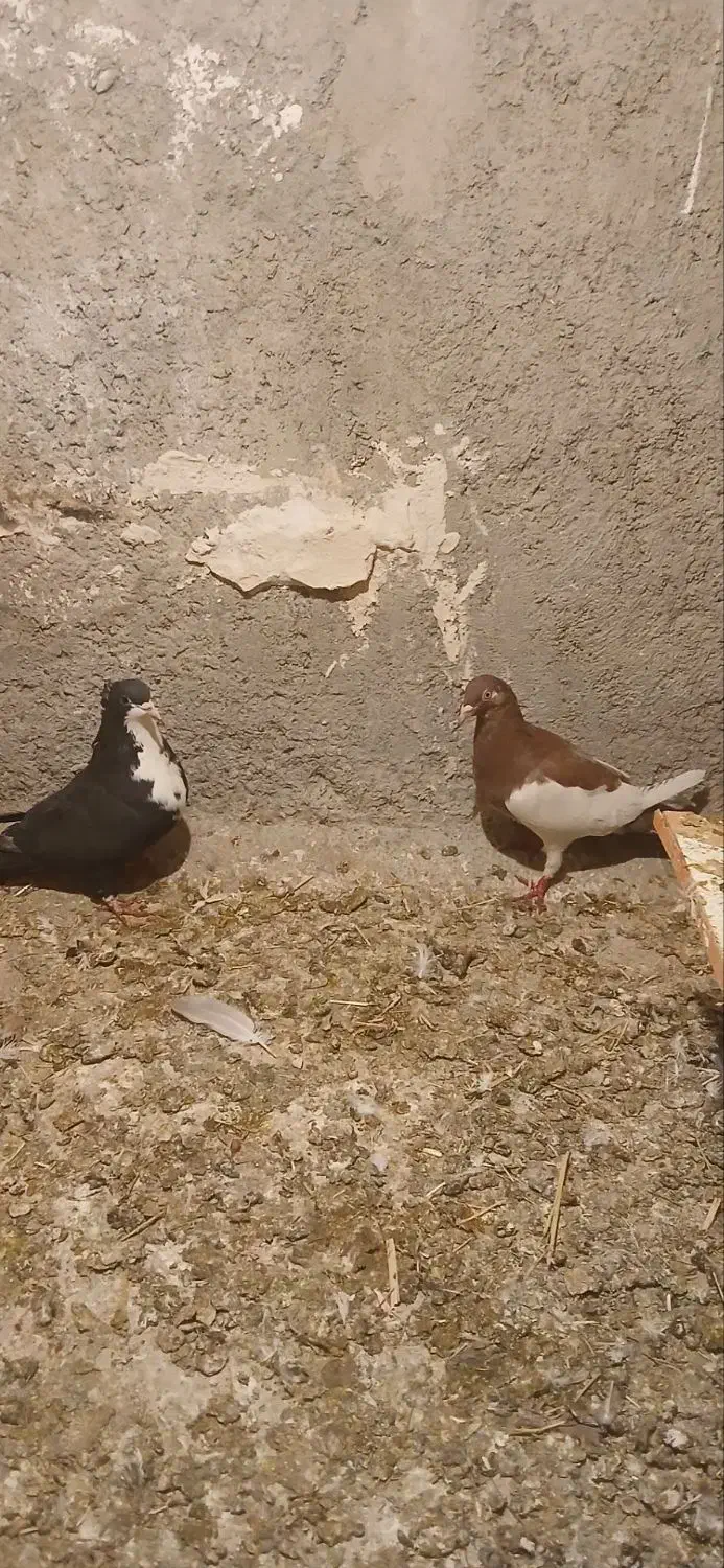 کبوتر|پرنده|زبرخان, |دیوار