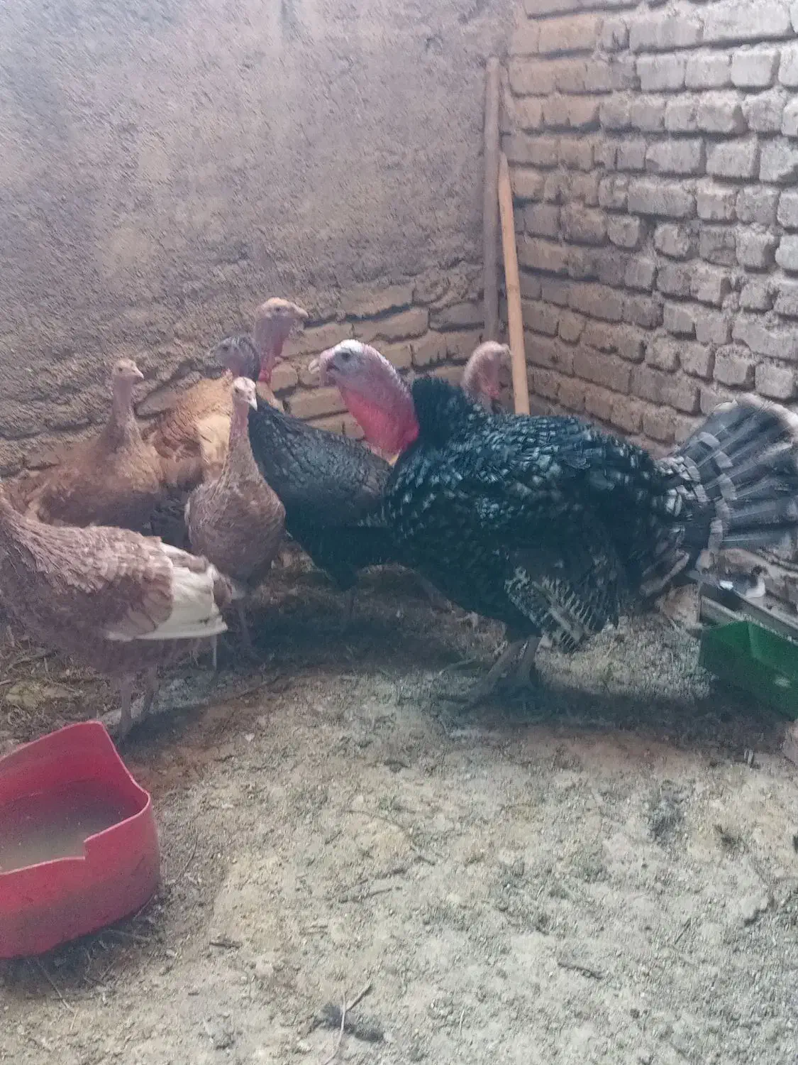 بوقلمون|حیوانات مزرعه|پیشوا, |دیوار