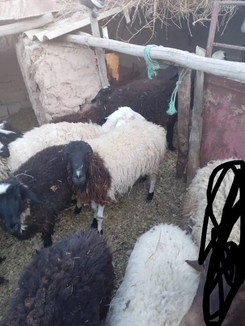 گوسفند|حیوانات مزرعه|فردوس (کرمان), |دیوار