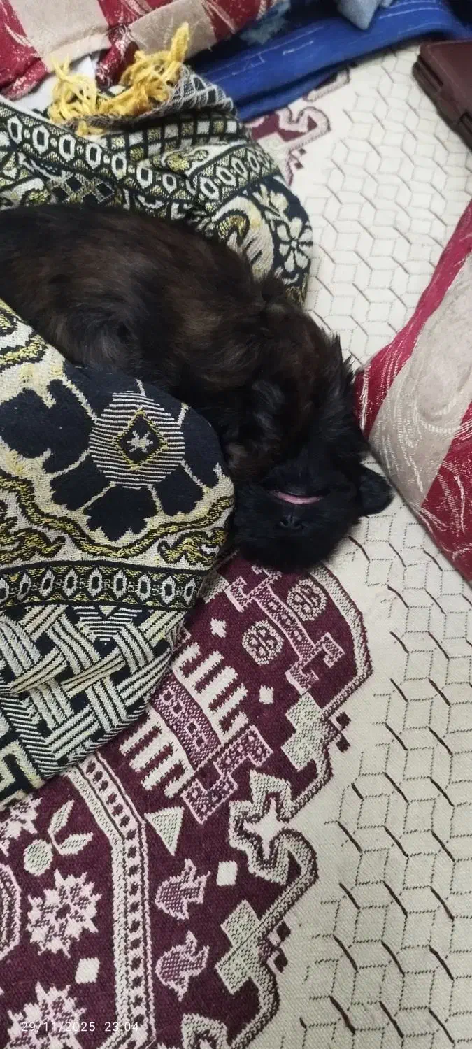 سگ پاکوتاه|سگ|گرگان, |دیوار