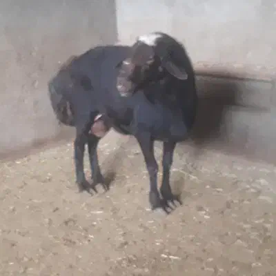 قوچ قره قزل|حیوانات مزرعه|شراء, |دیوار