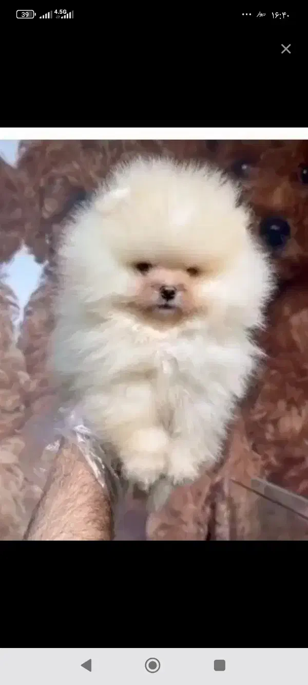 توله پامرانین فیک نیست تصویر خودش تعداد محدود|سگ|مشهد, وکیل‌آباد|دیوار