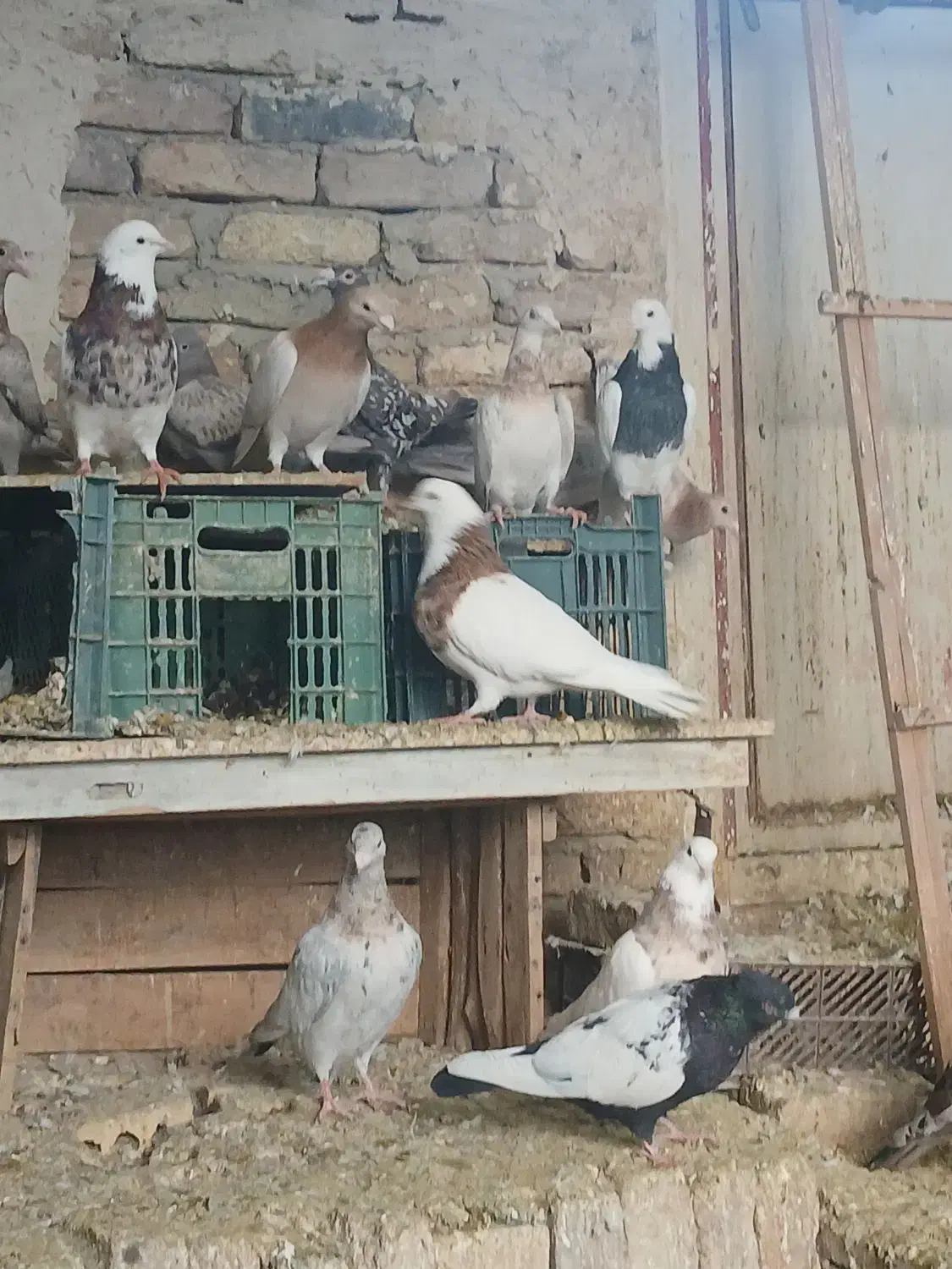 کفتر|پرنده|زاغه, |دیوار