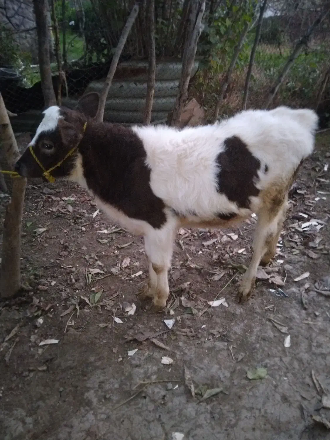 فروش گوساله ماده هولشتاین|حیوانات مزرعه|شاندرمن, |دیوار