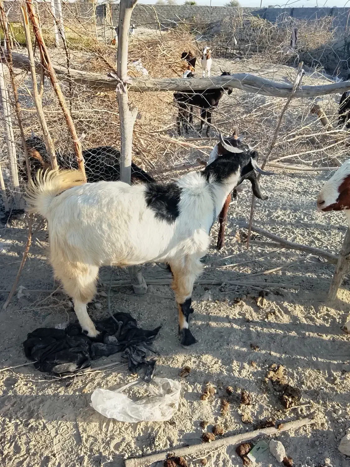 بزهای نرفروشی|حیوانات مزرعه|پلان, |دیوار