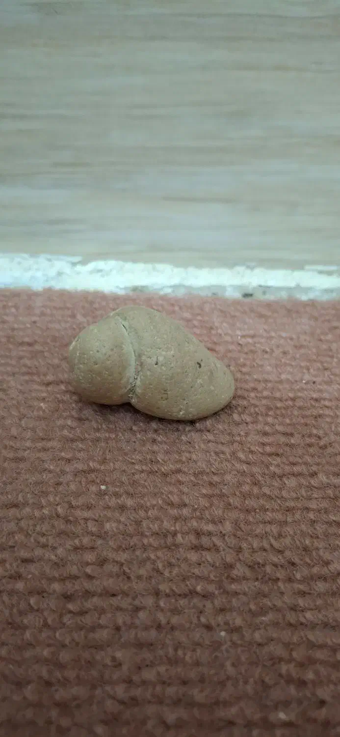 فسیل حلزون|کلکسیون اشیاء عتیقه|بندر گناوه, |دیوار